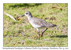 Semipalmated Sandpiper