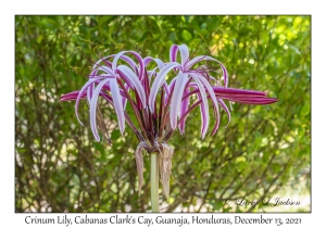 Crinum Lily