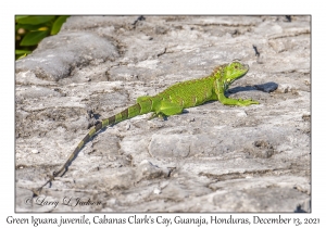 Green Iguana juvenile