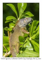 Green Iguana