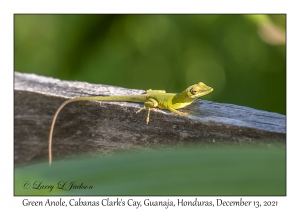 Green Anole