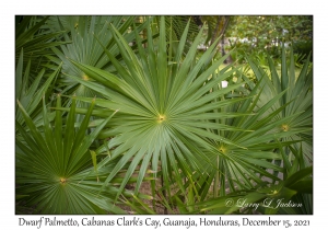 Dwarf Palmetto