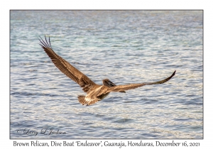 Brown Pelican