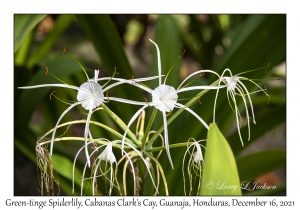 Green-tinge Spiderlily