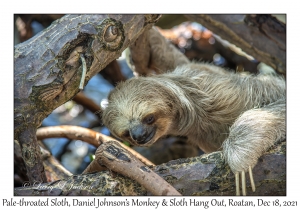 Pale-throated Sloth