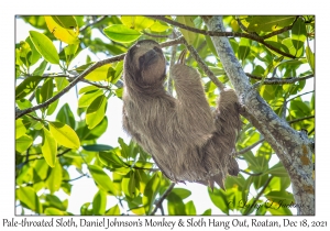 Pale-throated Sloth