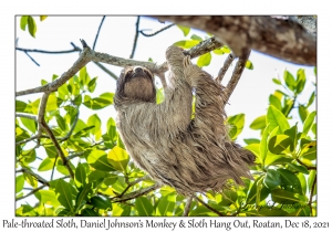 Pale-throated Sloth