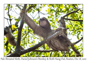 Pale-throated Sloth