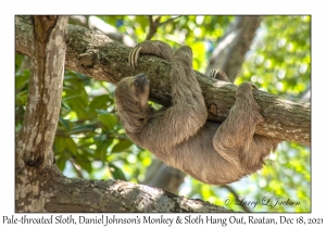 Pale-throated Sloth