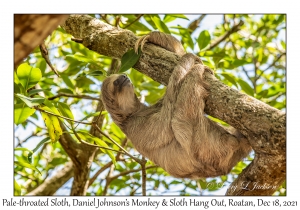 Pale-throated Sloth