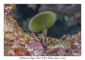 unknown Algae