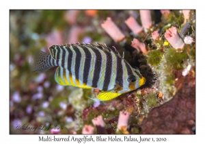 Multi-barred Angelfish