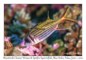 Bluestreak Cleaner Wrasse & Spotfin Squirrelfish