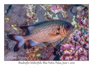 Shawdowfin Soldierfish