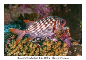 Blotcheye Soldierfish