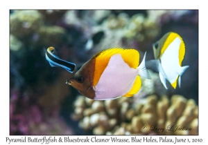 Pyramid Butterflyfish & Bluestreak Cleaner Wrasse