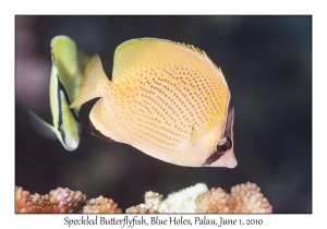 Speckled Butterflyfish