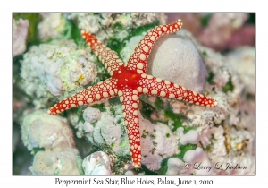 Peppermint Sea Star