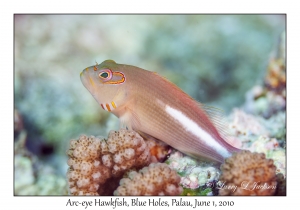 Arc-eye Hawkfish