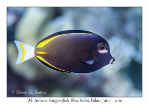 Whitecheek Surgeonfish