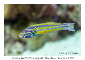 Fivestripe Wrasse