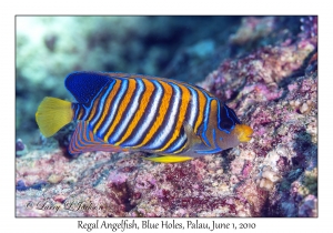 Regal Angelfish