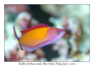 Redfin Anthias