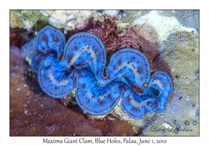 Maxima Giant Clam