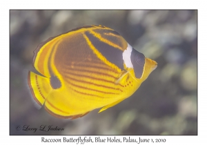 Raccoon Butterflyfish