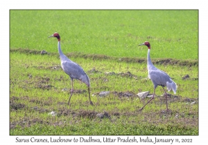 Sarus Cranes