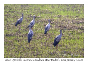 Asian Openbills