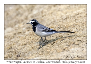 White Wagtail