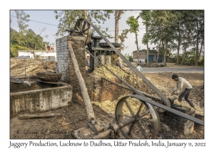 Jaggery Production