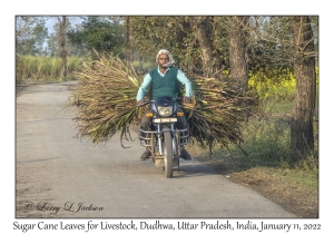 Sugar Cane Leaves