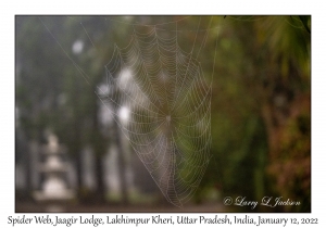 Spider Web