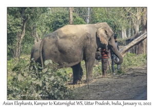 Asian Elephants