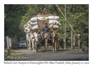 Bullock Cart