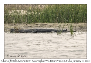 Gharial