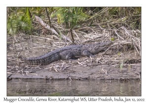 Mugger Crocodile