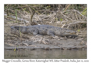 Mugger Crocodile