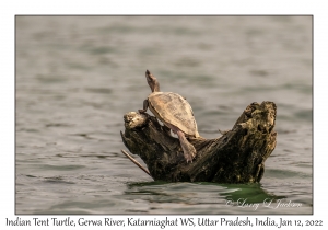 Indian Tent Turtle