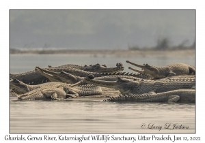 Gharials