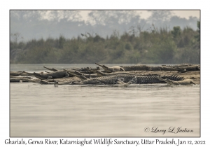 Gharials