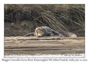 Mugger Crocodile