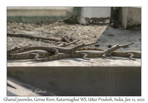 Gharial juveniles