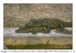 Mugger Crocodile juveniles