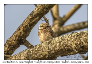 Spotted Owlet