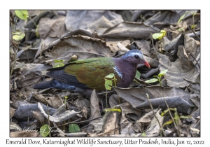 Emerald Dove