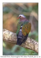 Emerald Dove