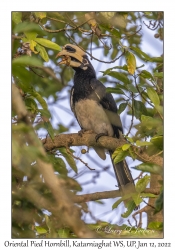 Oriental Pied Hornbill